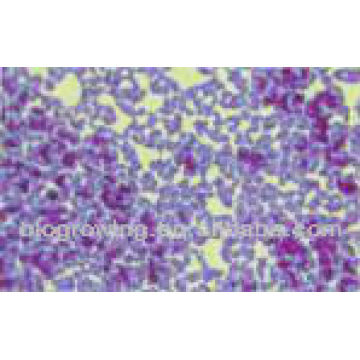 Streptococcus faecalis EP-GA65